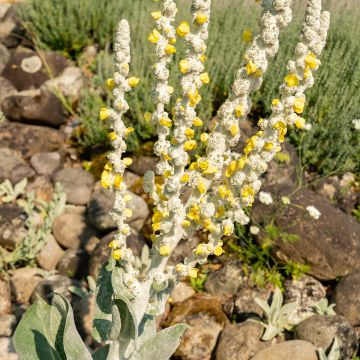 Verbascum bombyciferum Silver Lining