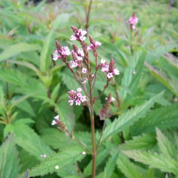 Verbena hastata Pink Spires