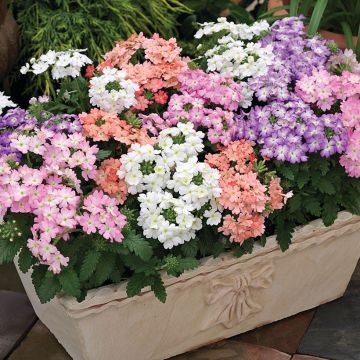 Verbena Tuscany Pastel Mixed Verbena Tuscany Pastel Mixed