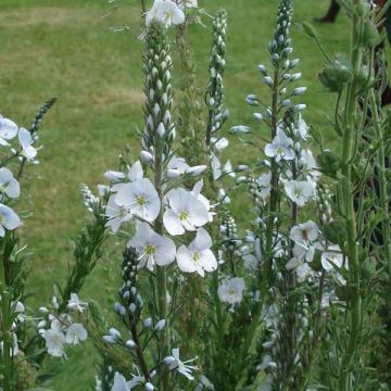 Veronica gentianoides Barbara Sherwood Veronica gentianoides Barbara Sherwood