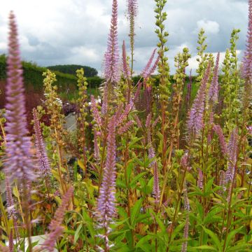 Veronicastrum virginicum Adoration