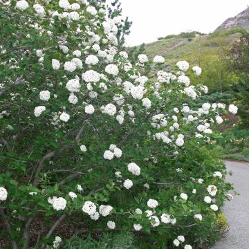 Viburnum carlesii Juddii