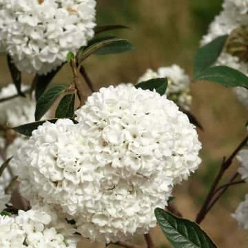 Viburnum utile Eskimo