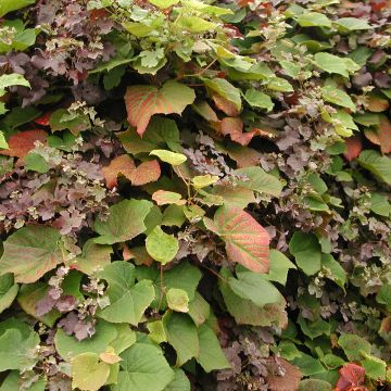 Vitis coignetiae Sunning Dale - Vite ornementale