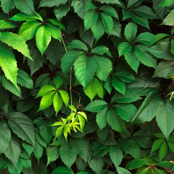 Parthenocissus viteacea - Vite inserita
