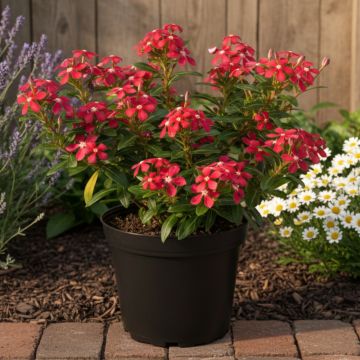 Pervenche de Madagascar Soiree Cerise White Eye - Catharanthus roseus Pervenche de Madagascar Soiree Cerise White Eye - Catharanthus roseus