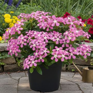 Pervenche de Madagascar Soiree Pink White Eye - Catharanthus roseus Pervenche de Madagascar Soiree Pink White Eye - Catharanthus roseus