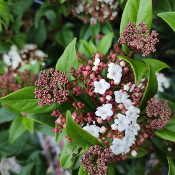 Viburnum tinus Spirit