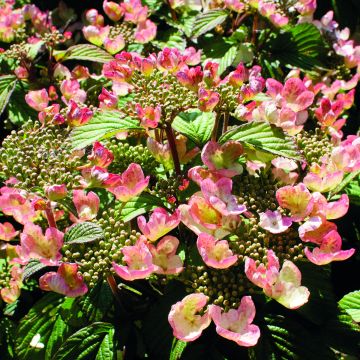 Viburnum plicatum Pinkimono Viburnum plicatum Pinkimono