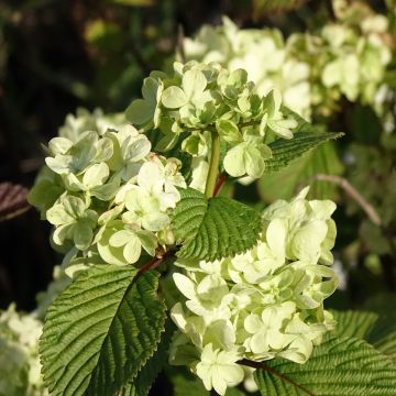 Viburnum plicatum Popcorn