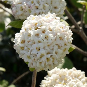 Viburnum carlcephalum