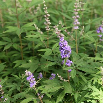 Vitex agnus-castus Queen Bee - Agnocasto