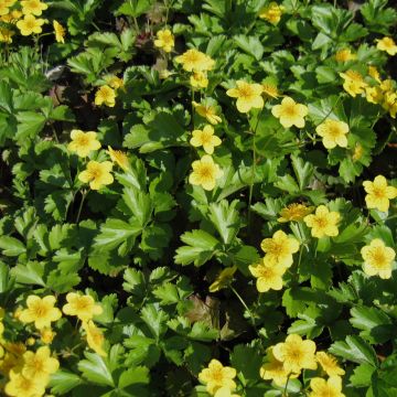 Waldsteinia ternata - Fragola sterile