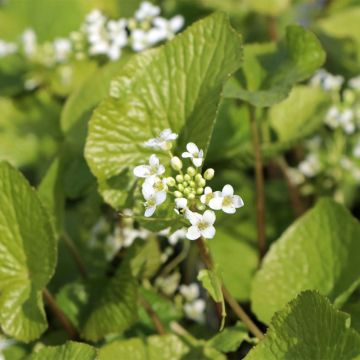 Wasabi japonica