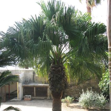 Washingtonia filifera - Palma californiana