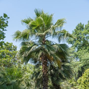 Washingtonia filifera (semi) - Palma californiana