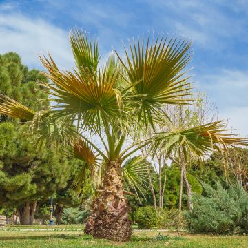 Washingtonia robusta - Palma messicana