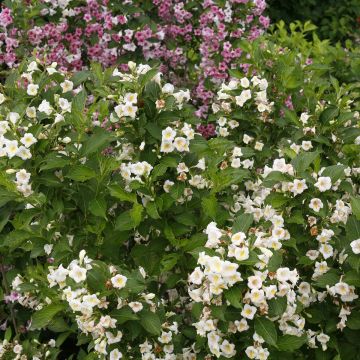 Weigelia Colourtwist Sunny Side Up Weigelia Colourtwist Sunny Side Up