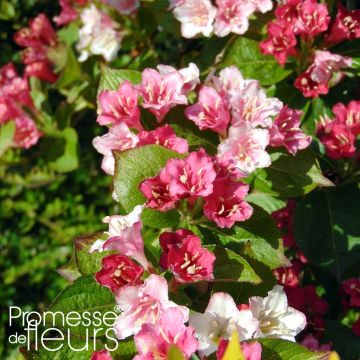 Weigelia Carnaval