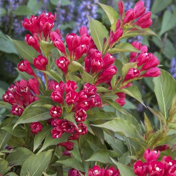Weigelia All Summer Red