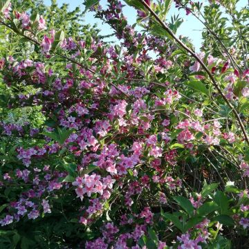 Weigelia Stelzneri
