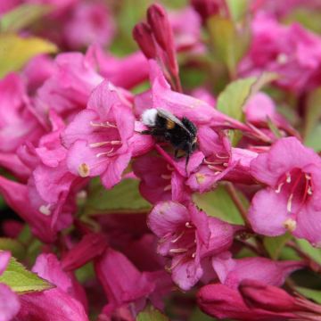 Weigelia Princess Ayla