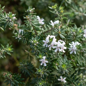 Westringia fruticosa Mundi - Falso rosmarino