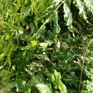 Wisteria floribunda Variegata - Glicine