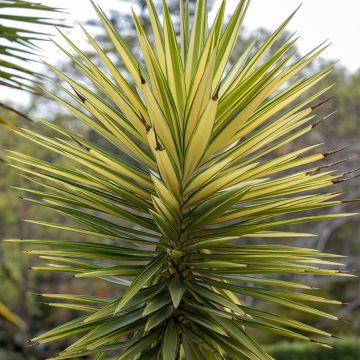 Yucca aloifolia variegata