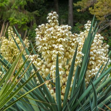 Yucca gloriosa