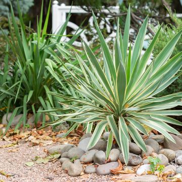 Yucca gloriosa Variegata Yucca gloriosa Variegata