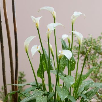 Zantedeschia aethiopica Scented Lady - Calla