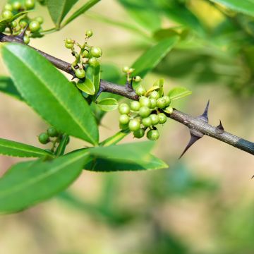Zanthoxylum armatum - Pepe del Timut