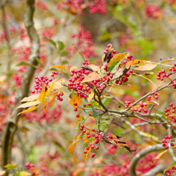 Zanthoxylum simulans - Pepe del Sichuan