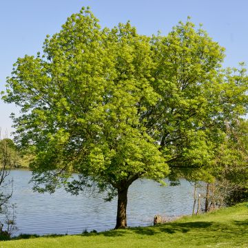 Zelkova serrata - Zelkova giapponese