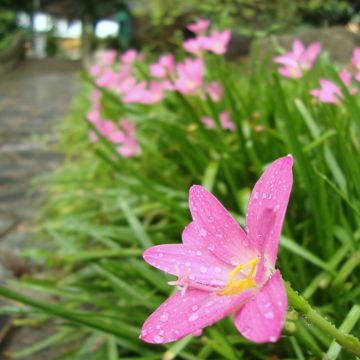 Zephyrantes rosea - Giglio della pioggia