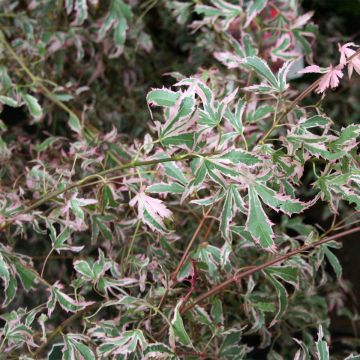 Acer palmatum Marlo - Acero giapponese