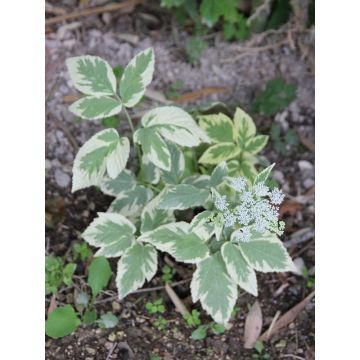 Aegopodium podagraria Variegata - Girardina silvestre