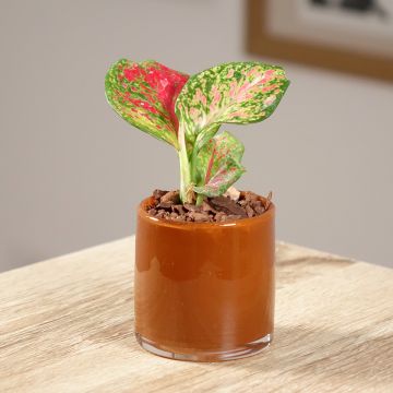 Aglaonema Red Zircon Aglaonema Red Zircon