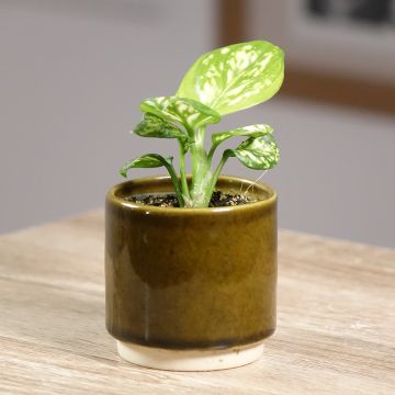 Aglaonema Variegata Pearls