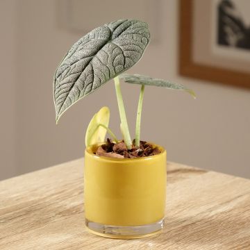 Alocasia melo -  Orecchie d'Elefante Alocasia melo -  Orecchie d'Elefante