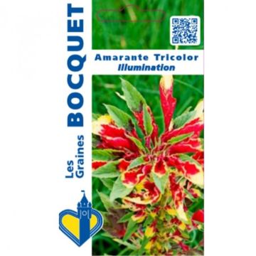 Amaranto tricolore Illumination - Amaranthus