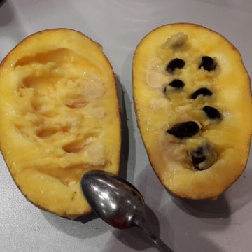 Asimina triloba Mango - Asimina