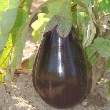 Melanzana Black Beauty AB
