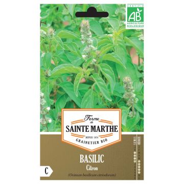 Basilico Citriodorum