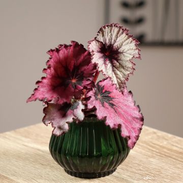 Begonia Rex Spirit of Kwale