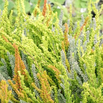 Calluna vulgaris Garden Girls Sunset Fire Trio - Brugo