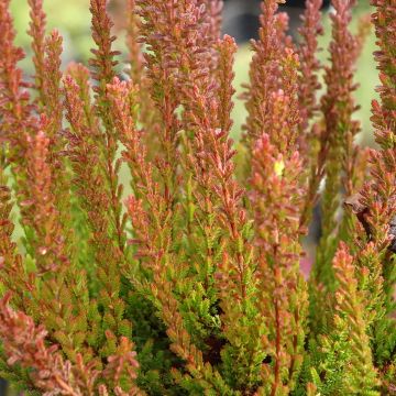 Calluna vulgaris Garden Girls Zorina - Brugo Calluna vulgaris Garden Girls Zorina - Brugo
