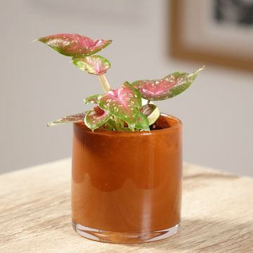 Caladium Casey - Caladio Caladium Casey - Caladio