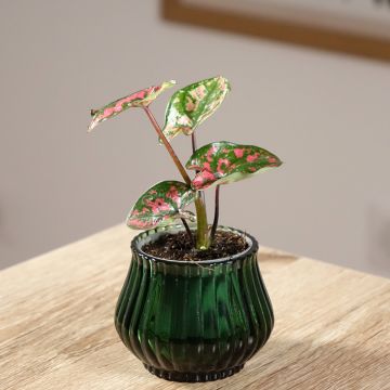 Caladium Purple Light - Caladio Caladium Purple Light - Caladio